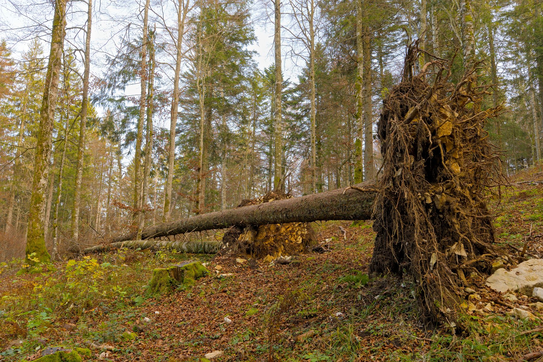 Enlèvement Arbre Urgence 